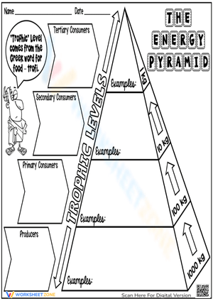 The Pyramid of Energy Worksheet