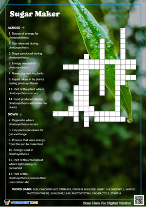Sugar Maker: Understanding Photosynthesis in Plants