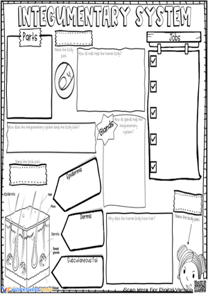 Integumentary System Anatomy And Functions Worksheet
