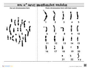 Cut and Paste Karyotyping Activity