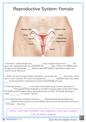 Reproductive System: Female