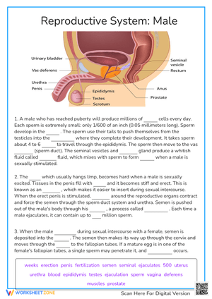 Reproductive System: Male