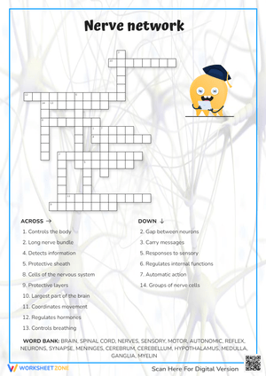 Nerve Network Crossword Puzzle