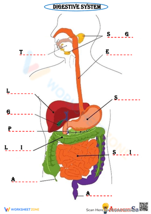 Grade 12 Digestive System Worksheets 2024