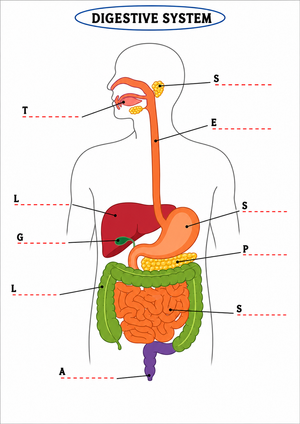 Grade 7 Digestive System — Printable No-Prep Worksheet