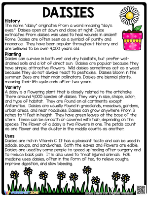 Daisies Informational Passage Reading