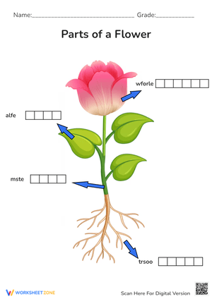 Parts of a Flower Worksheet - Label the Flower Diagram! (Grades 1-3)