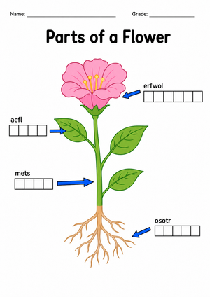 Grade 1 Parts of a Flower — Printable No-Prep Worksheet