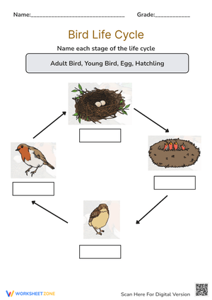 Explore the Bird Life Cycle Worksheet