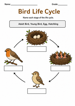 Bird Life Cycle Printable Worksheet | Grade 3 Science