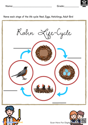 Robin Life Cycle
