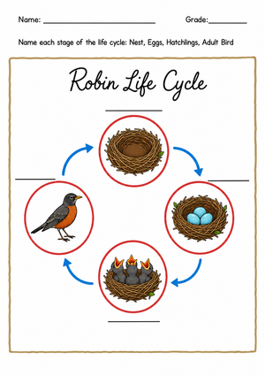 Printable Robin Life Cycle Worksheet | Grade 3 Essential