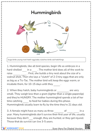 Hummingbirds Life Cycle