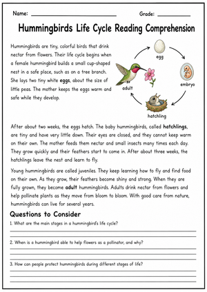 Hummingbird Life Cycle Reading | Essential Grade 3-5