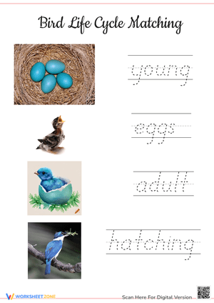 Bird Life Cycle: Matching & Cursive Tracing Worksheet