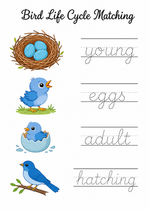 Bird Life Cycle Worksheet | Grade 1 Printable