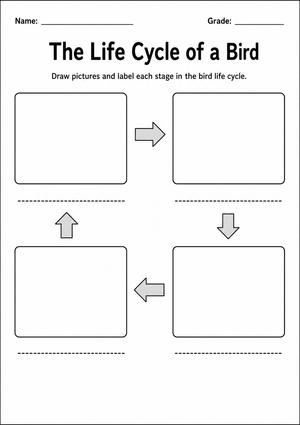 Grade 3 Bird Life Cycle — Printable No-Prep Worksheet