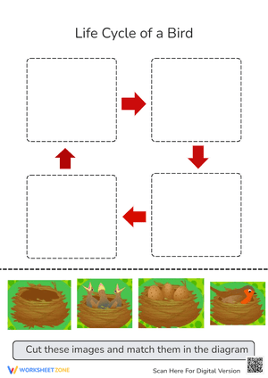 Bird Life Cycle: Cut & Paste Sequencing Activity for Kids