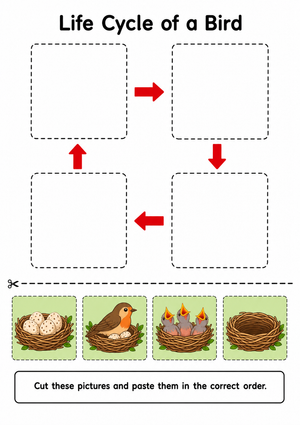 Grade 1 Bird Life Cycle — Printable No-Prep Worksheet