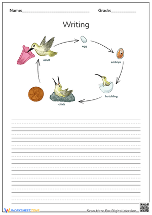 Hummingbird Life Cycle Writing