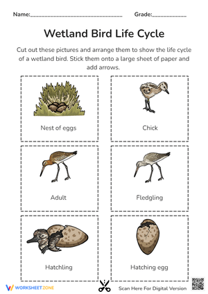 Wetland Bird Life Cycle: Cut & Paste Sequencing Activity
