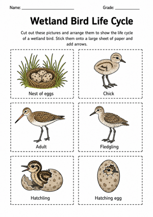 Wetland Bird Life Cycle Worksheet | Grade 3 Essential