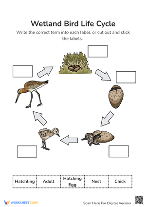 Life Cycle of a Wetland Bird Worksheet