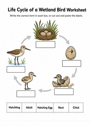 Grade 3 Bird Life Cycle — Printable No-Prep Worksheet