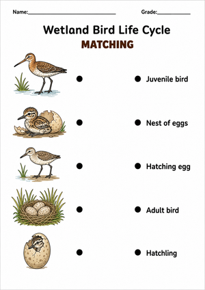 Wetland Bird Life Cycle Worksheet | Grade 3 Essential