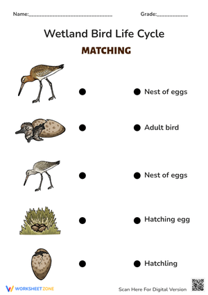Wetland Bird Life Cycle - Matching Activity