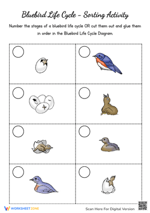 Bluebird Life Cycle: Sequencing Activity - Cut & Paste Fun!
