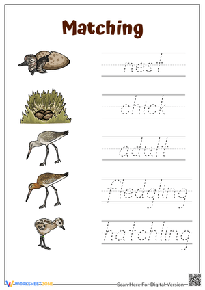 Bird Life Cycle Matching and Handwriting Worksheet