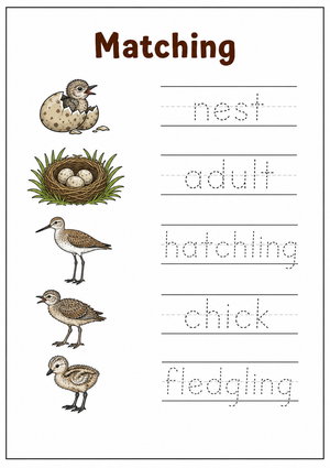 Bird Life Cycle Worksheet | Essential Grade 1 Science