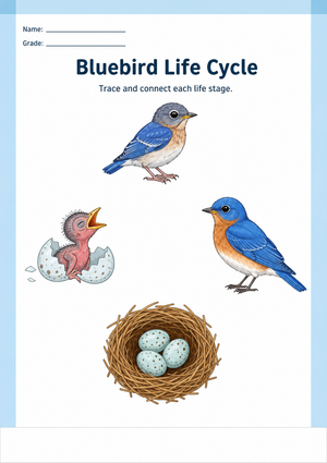 Printable Bluebird Life Cycle Worksheet | Grade 1 Science