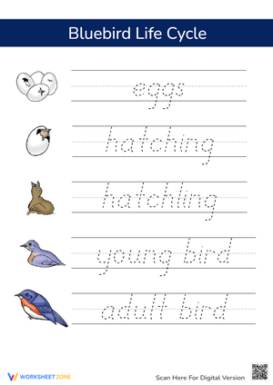 Grade 1 Animals Life Cycle Worksheets 2024