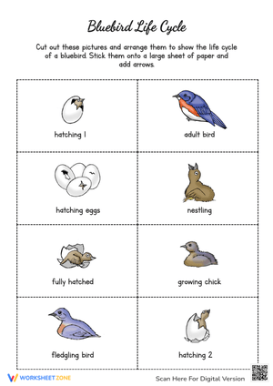 Bluebird Life Cycle Sorting Activity Worksheet
