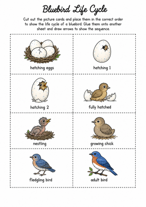Grade 3 Bluebird Life Cycle — Printable No-Prep Worksheet