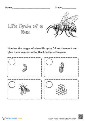 Understanding the Bee Life Cycle Worksheet