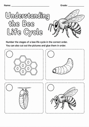 Printable Bee Life Cycle Worksheet | Grade 3 Science