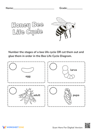 Sequencing the Bee Life Cycle Worksheet