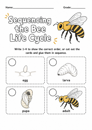 Bee Life Cycle Worksheet | Grade 3 Printable