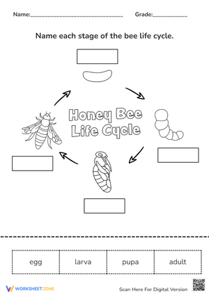 Honey Bee Life Cycle Worksheet