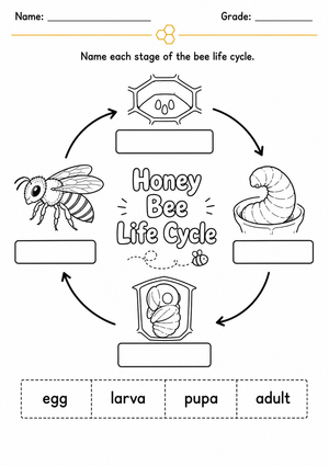 Honey Bee Life Cycle Worksheet | Grade 1 Printable