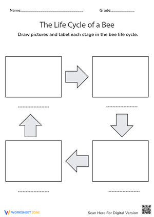 Draw and Label the Bee Life Cycle Worksheet
