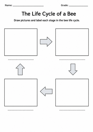 Printable Bee Life Cycle Worksheet | Grade 3 Science
