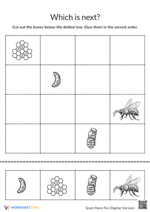 Kindergarten Animals Life Cycle Worksheets 2024