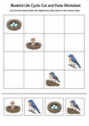 Bluebird Life Cycle Worksheet | Grade 1 Essential