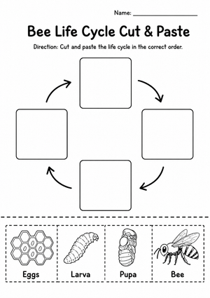 Grade 1 Bee Life Cycle — Printable No-Prep Worksheet