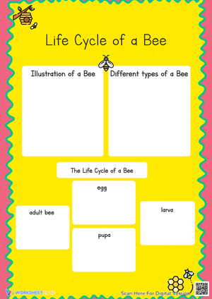 Bee Life Cycle Worksheet: Draw, Label & Learn! Grades 1-3