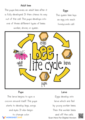 Life Cycle of a Bee Poster